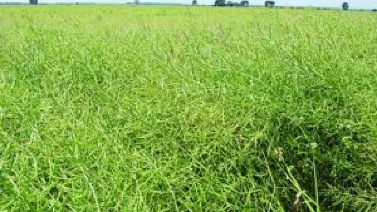 Fermierii nu isi asigura culturile