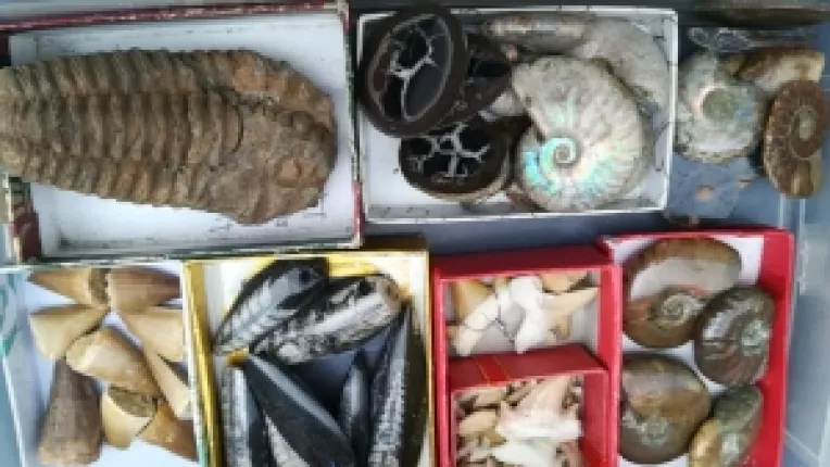 Geologul Andrei Costin Victor participa la targul din Piata Cosmonautilor cu fosile din Madagascar si cristale maestru