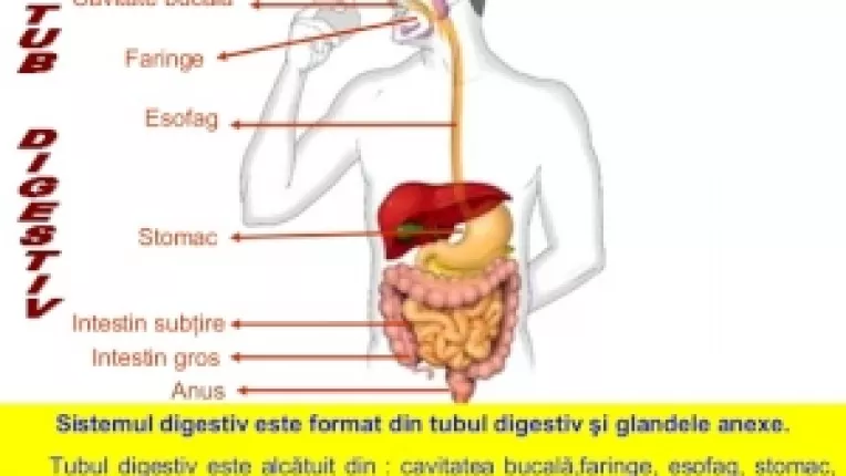 Pofta de dulciuri este provocata de parazitii care se hranesc cu mucusul din intestine
