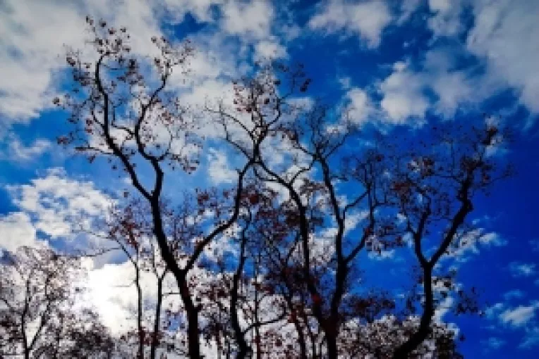 VIATA ESTE UN MISTER: CALEA NORILOR ALBI